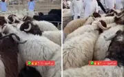 مزاد علني لخروف نعيمي يتجاوز 3 آلاف ريال في سوق سعودي