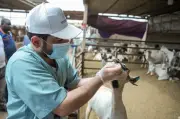 بيئة الرياض ترفع جاهزيتها لعيد الأضحى بـ37 سوقًا و64 مسلخًا