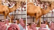 بالفيديو: السوم على جمل يصل إلى 4 ملايين و800 ألف ريال في مزاد علني