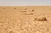 نفوق 400 رأس غنم في بادية تدمر بسبب نبتة سامة