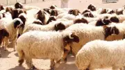 افتتاح معرض للفنون التشكيلية في الرياض بمشاركة 50 فناناً