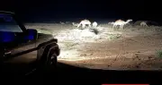 ضبط مخالف رعى 6 متون إبل في محمية الملك عبدالعزيز الملكية