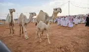 اختتام مزاد الإبل في الغزالة بمبيعات تجاوزت 6.5 ملايين ريال