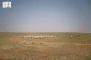 7.5 ملايين رأس من الثروة الحيوانية بالحدود الشمالية تعزز الأمن الغذائي وتدعم مهنة الرعي