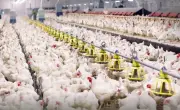 خبير: لا حاجة لغسل الدجاج وطهيه كافٍ لقتل البكتيريا