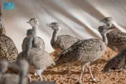 محمية سعودية تعيد إحياء طائر الحبارى المهدد بالانقراض