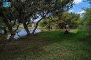 الغطاء النباتي ينتعش في أودية نجران بعد الأمطار الغزيرة