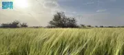 تحول صحراء رفحاء إلى لوحة خضراء في محمية أم العصفور