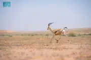 قصة نجاح المها العربي: من الانقراض إلى إعادة التوطين في المملكة