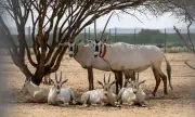 قصة نجاح المها العربي نموذج وطني في حماية الحياة الفطرية