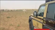ضبط مواطن مخالف لنظام البيئة لرعي الإبل في محمية الإمام عبدالعزيز