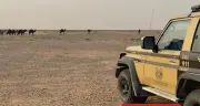 القبض على مواطن لمخالفته نظام البيئة برعي الإبل في محمية الإمام عبدالعزيز
