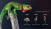 تطوير تقنيات الاتصالات في المملكة لدعم التحول الرقمي
