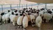 وزارة البيئة تؤكد أهمية الإرشادات الصحية لاختيار الأضاحي