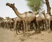 الكويت: سقوط أخطر عصابة تهريب مخدرات بعد إطلاق نار في إسطبلات الهجن