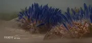 رصد تجمع قنديل البحر المقلوب جنوب البحر الأحمر كمؤشر بيئي
