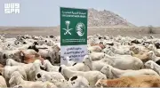 مركز الملك سلمان يوسع مشاريعه الإغاثية في السودان وغزة واليمن قبيل عيد الأضحى