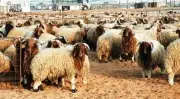 الأضحية في الإسلام: شروطها الشرعية ومواصفاتها الأساسية