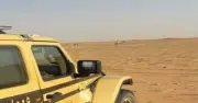 ضبط مخالف لرعي الإبل في محمية الإمام عبدالعزيز بن محمد الملكية