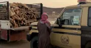 ضبط مخالف لنقل الحطب في محمية الأمير محمد بن سلمان الملكية