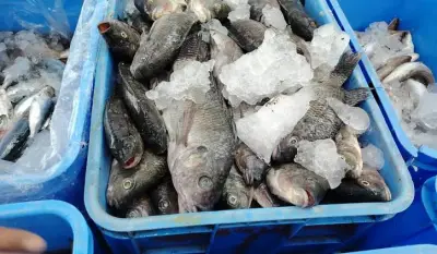 ضبط 1324 كجم من الأسماك الفاسدة في خميس مشيط وإتلافها