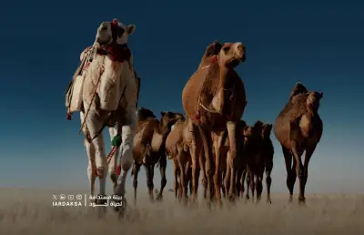 59 مخالفة رعي موسمي في محمية الإمام عبدالعزيز خلال أسبوعين