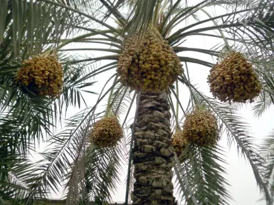 الحصيني: يوليو أحر شهور العام وآخره موسم طباخ التمر