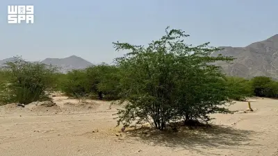 المنتزهات البرية في مكة المكرمة: وجهات طبيعية تعزز الوعي البيئي