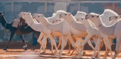 نادي الإبل يستحدث تصنيفي نخبة وبداوة لبيرق الموحد وسيف الملك في مهرجان الملك عبدالعزيز