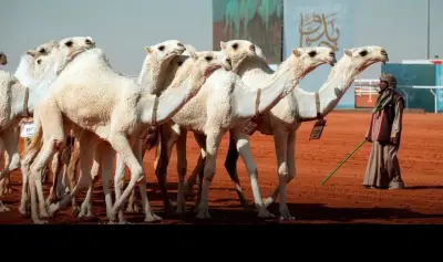 نادي الإبل يدرس استحداث شوط التحدي بين الشقح والحمر في مهرجان الملك عبدالعزيز