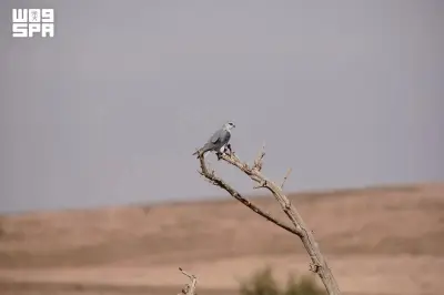 محمية الملك عبدالعزيز توثق أول تعشيش لطائر الحدأة سوداء الجناحين