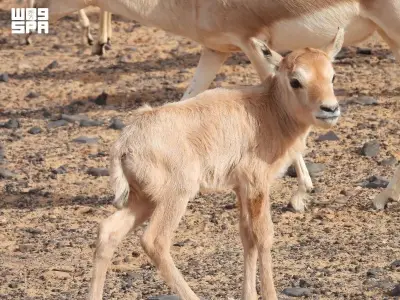 نجاح محمية الملك سلمان في إعادة توطين المها العربي بعد 90 عامًا