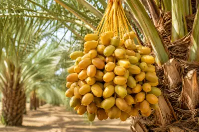 المركز الوطني للنخيل يحدد أفضل ممارسات الري خلال الصيف