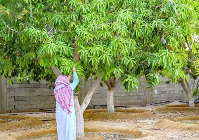 مقترح بفرض غرامة 15 مليون ريال على مخالفي نظام الزراعة