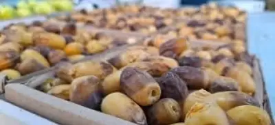 الروثانة تتصدر أسواق الرطب في المدينة المنورة مع انطلاق موسم التمور