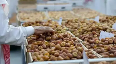 رطب الشيشي يحقق إقبالاً واسعاً في أسواق التمور السعودية مع بداية الموسم