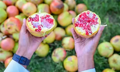 أكثر من 39 ألف طن رمان سنويًا من مزارع المملكة تلبية لطلب الصيف