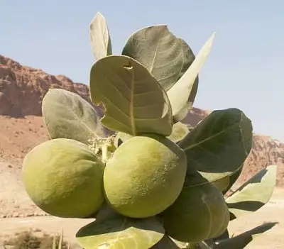 نبات العشر السام يهدد الأطفال في الحدائق المنزلية