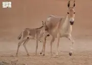 ولادة أول مهر للحمار البري الآسيوي في المملكة بعد 100 عام