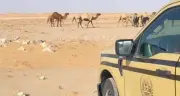 ضبط مخالف رعى 19 متنًا من الإبل في محمية الإمام عبدالعزيز