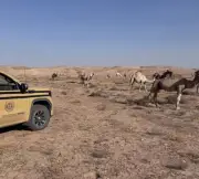 ضبط مواطن لرعي 58 متنًا من الإبل في محمية الملك عبدالعزيز