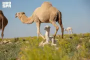 من الحوار إلى الفاطر: الموروث اللغوي العربي يوثق رحلة الإبل عبر العصور