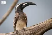 طائر أبو معول مؤشر على التنوع البيئي في جازان