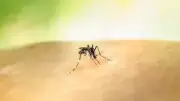 خطة غير مسبوقة: لماذا تطلق سنغافورة ملايين البعوض أسبوعياً؟