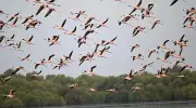 غابات المانجروف وطيور الفلامنجو تزين سواحل جازان بمشهد طبيعي خلاب