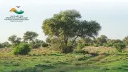 محمية الإمام عبد العزيز تفتح باب تراخيص الرعي الموسمي