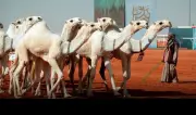 نادي الإبل يعلن أسماء المحكمين ونتائجهم في مهرجان الملك عبدالعزيز 11