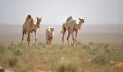 الحدود الشمالية تحتضن 70 ألف رأس من الإبل في اليوم العالمي