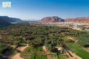 انطلاق موسم خيرات العلا الزراعي بدعم 130 ألف طن تمور سنوياً