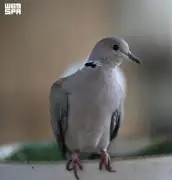 طائر القمري المطوق يزين بيئات جازان الطبيعية والزراعية
